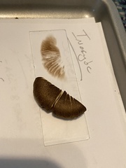 Inocybe lacera