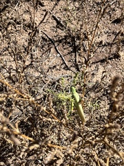 Schistocerca shoshone