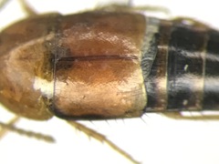 Tachyporus dispar