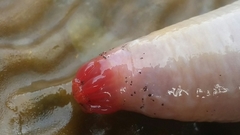 Paracaudina chilensis