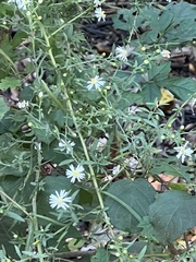Symphyotrichum dumosum