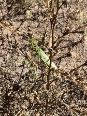 Schistocerca shoshone