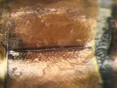 Tachyporus dispar