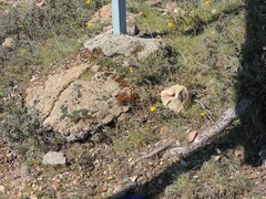 Narcissus bulbocodium