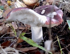 Russula atropurpurea