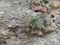 Asplenium ruta-muraria
