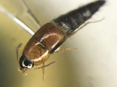 Tachyporus dispar