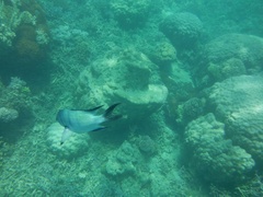 Abudefduf whitleyi