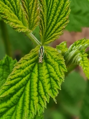 Sibovia