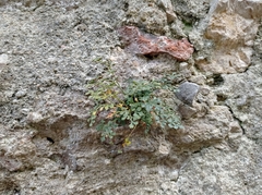 Asplenium ruta-muraria