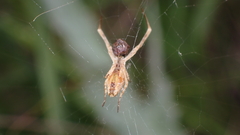 Uloborus walckenaerius