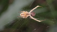 Uloborus walckenaerius