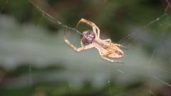 Uloborus walckenaerius
