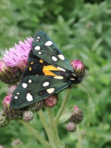 Scarlet Tiger, 40063 Monghidoro BO, Italia, photo 6 of 10