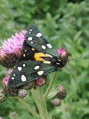 Callimorpha dominula persona