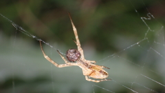 Uloborus walckenaerius