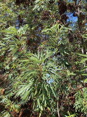 Lyonothamnus