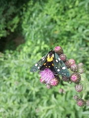 Callimorpha dominula persona