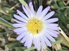 Symphyotrichum divaricatum