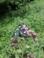 Callimorpha dominula persona