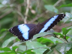 Morpho achilles