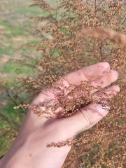 Artemisia scoparia