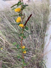 Chamaecrista fasciculata