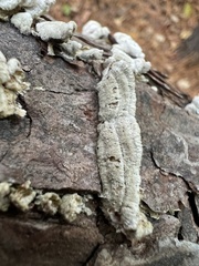 Trichaptum fuscoviolaceum