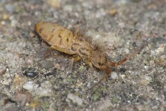 Orchesella