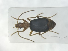 Brachinus janthinipennis
