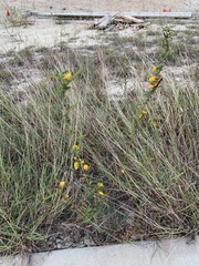Chamaecrista fasciculata