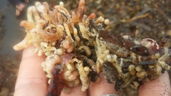 Distaplia