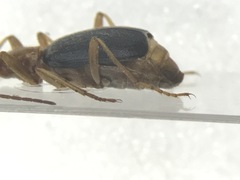 Brachinus janthinipennis