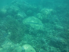 Tylosurus crocodilus