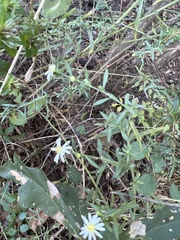 Symphyotrichum dumosum