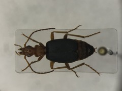 Brachinus cyanipennis