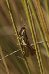 Euchorthippus chopardi