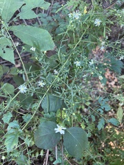 Symphyotrichum dumosum