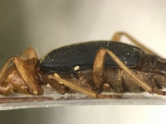 Brachinus cyanipennis