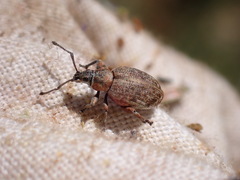 Peritelini