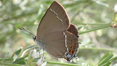Satyrium spini