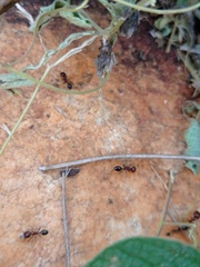 Trichomyrmex glaber