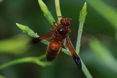 Rhynchium oculatum
