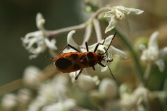 Tropidothorax sternalis