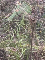 Cyclosorus interruptus