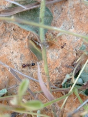 Trichomyrmex glaber