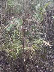 Cyclosorus interruptus