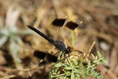 Brachythemis impartita