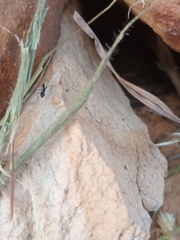 Formicinae