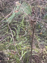 Cyclosorus interruptus